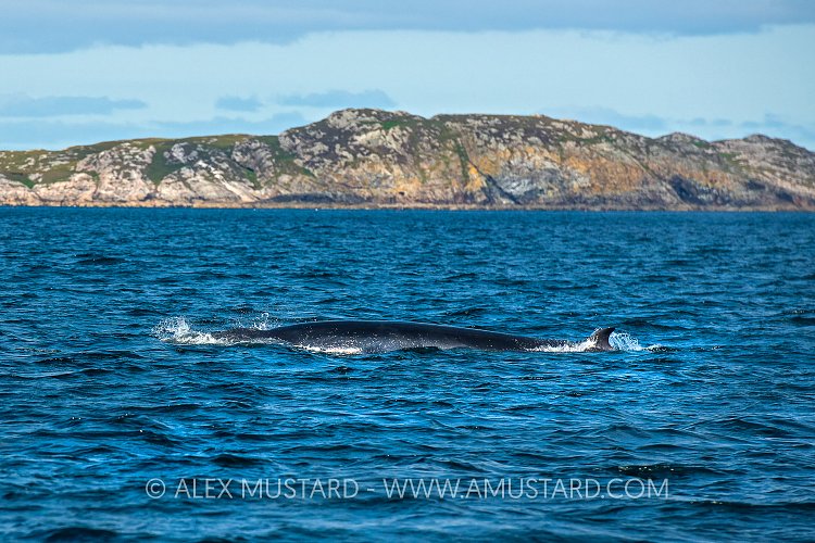 Minke Whale At The Surface, UK