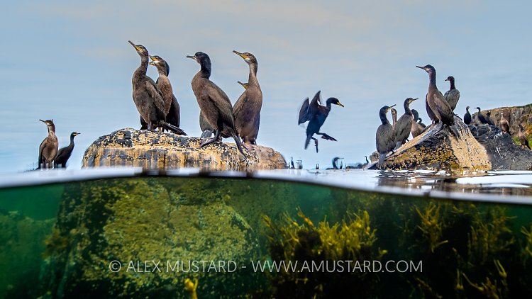 Shags On The Rocks, UK