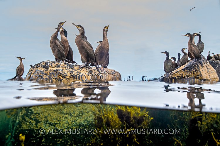 Shags On The Rocks, UK