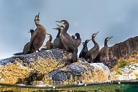 Shags On The Rocks, UK