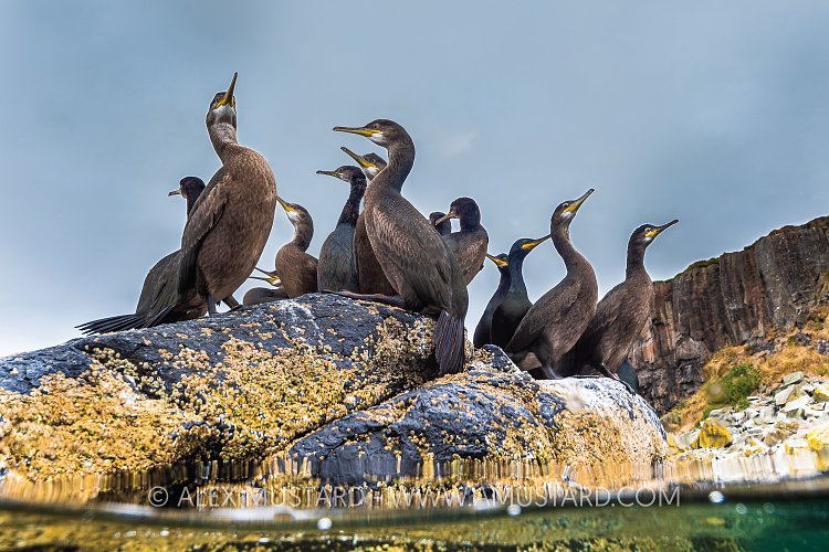 Shags On The Rocks, UK