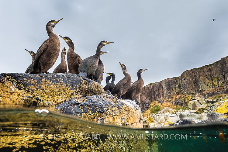 Shags On The Rocks, UK