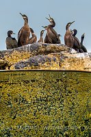 Shags On The Rocks, UK