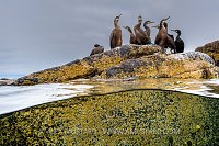Shags On The Rocks, UK