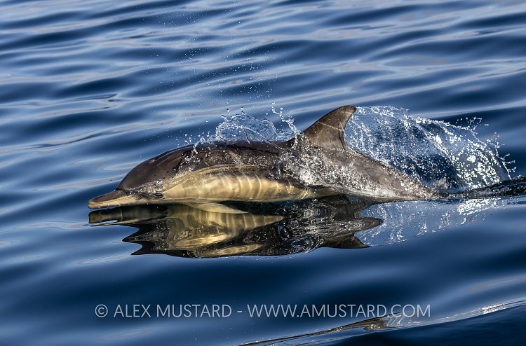 Common Dolphin At Surface, UK