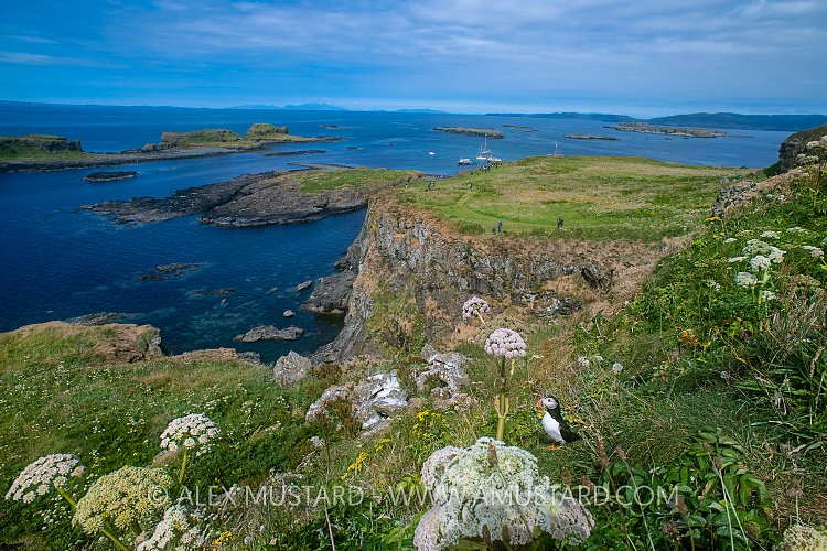 A Puffin With A View, UK