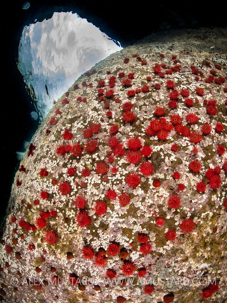 Red Anemones Inside Cave, UK
