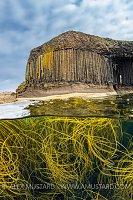 Seaweed And Staffa, UK