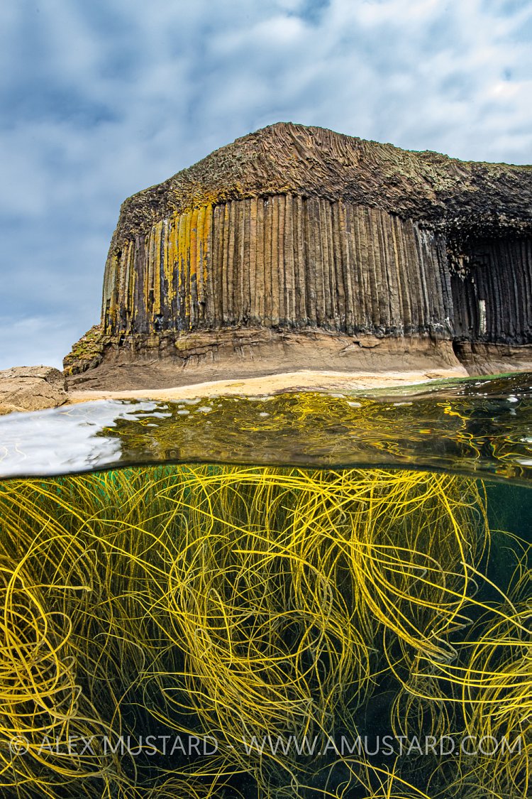 Seaweed And Staffa, UK