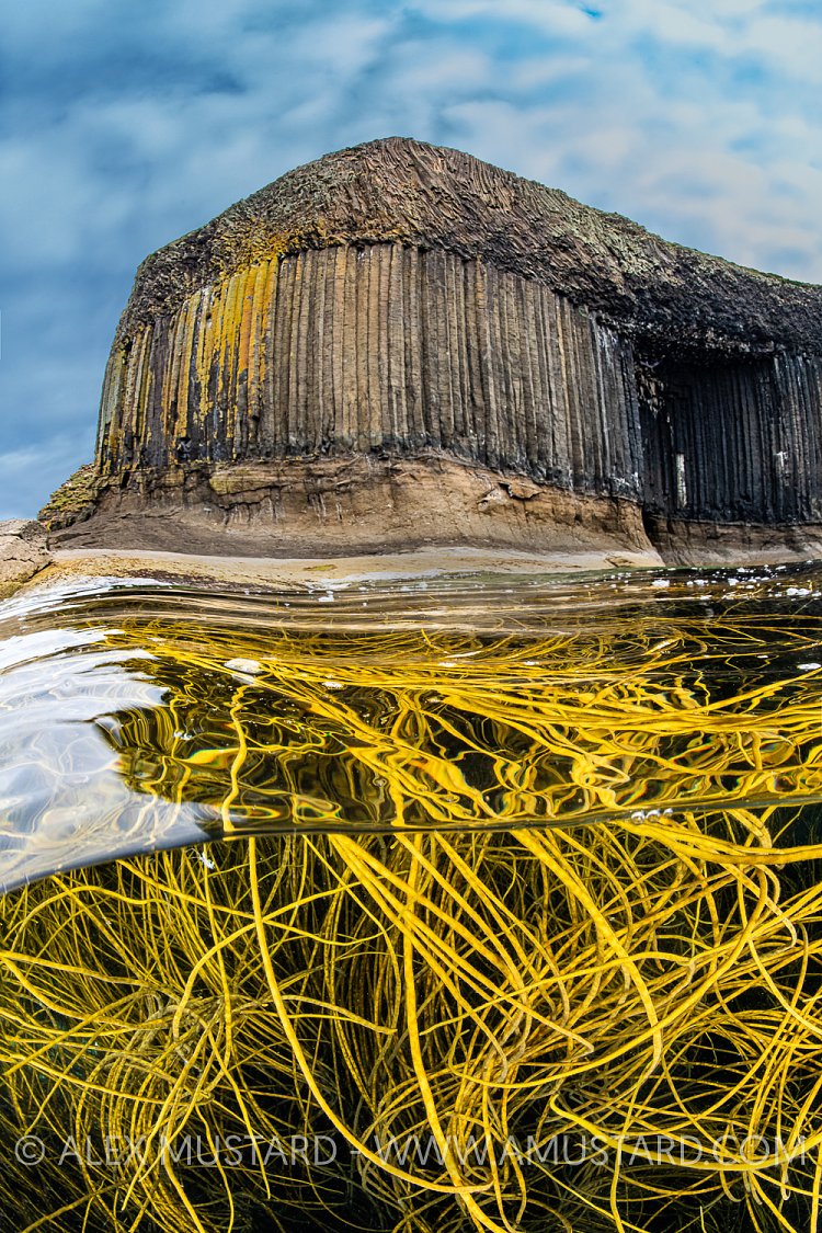 Seaweed And Staffa, UK