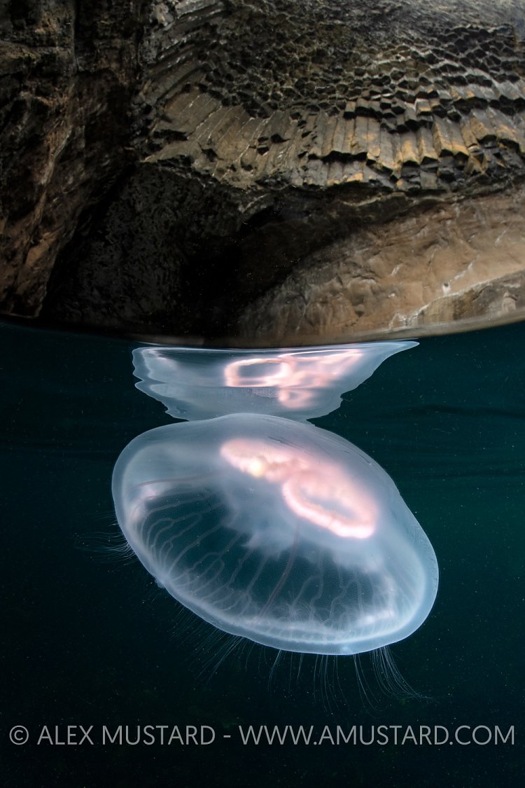 Moon Jelly Inside Cave, UK