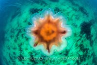 Lion's Mane Over Seabed, UK