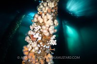Pylon Ecrusted With Life, UK