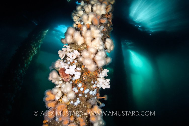 Pylon Ecrusted With Life, UK