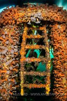 Colourful  Ladder, UK