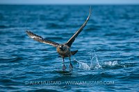 Great Skua Take Off, UK