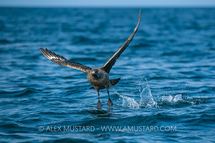 Great Skua Take Off, UK