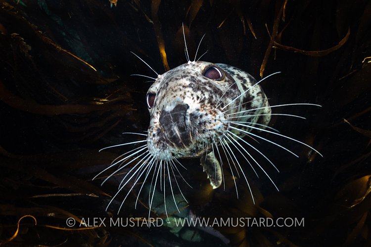Grey Seal Over Kelp, UK