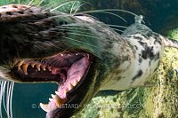 Grey Seal Over Kelp, UK
