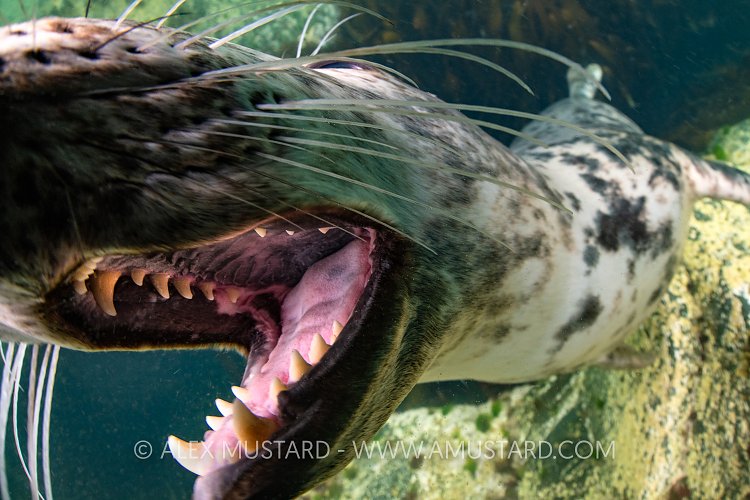 Grey Seal Over Kelp, UK