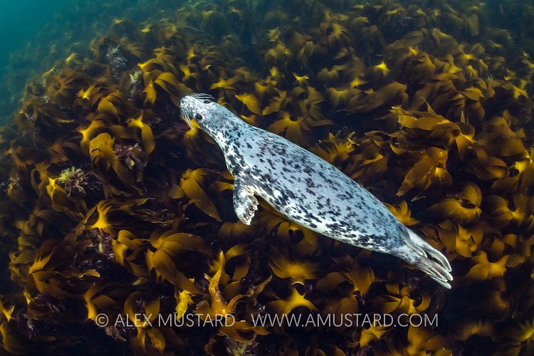 Grey Seal Over Kelp, UK