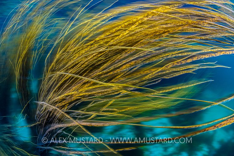 Seaweed In A Current, UK