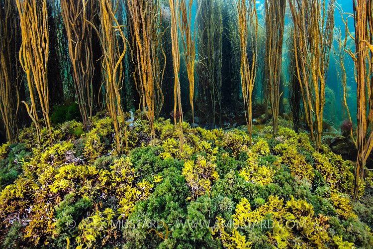 Seaweed Garden, UK