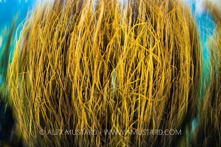 Seaweed In A Current, UK