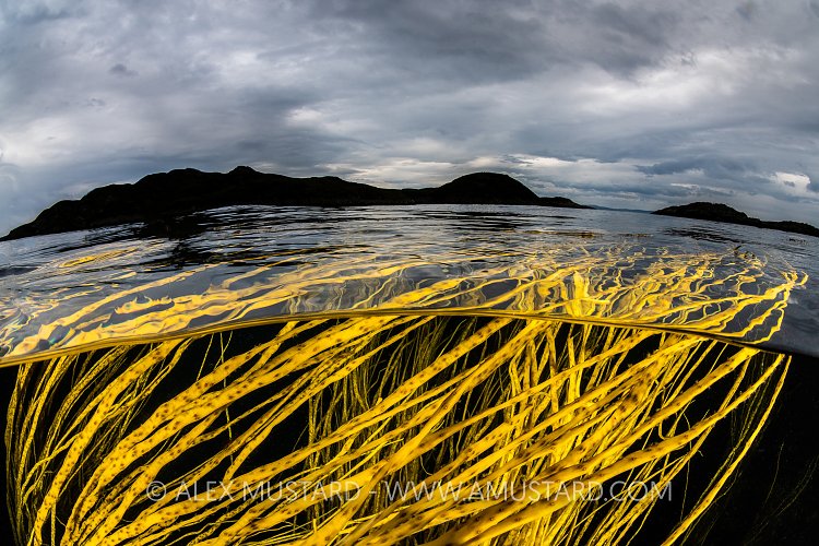 Seaweed At The Surface, UK