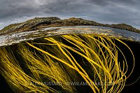 Seaweed At The Surface, UK