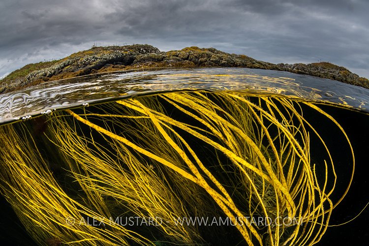 Seaweed At The Surface, UK