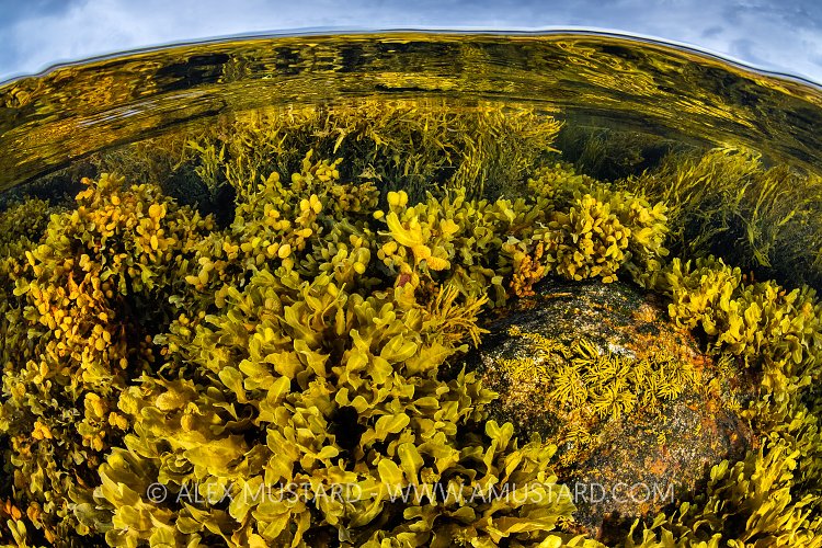 Spiral Seaweed Split Level, UK