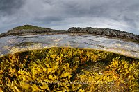 Seaweed In Shallows, UK