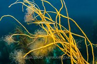 Stickleback On Nest, UK