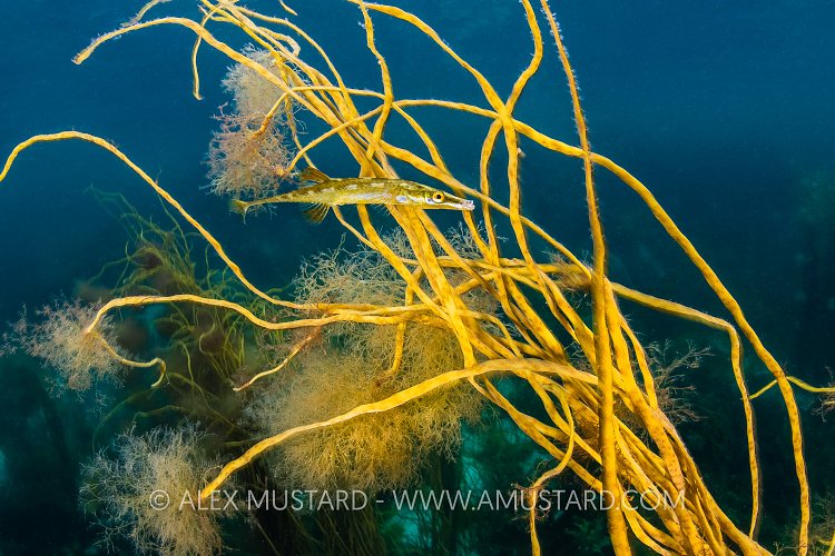 Stickleback On Nest, UK