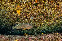 Grouper Beneath Overhang, Italy