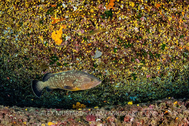 Grouper Beneath Overhang, Italy