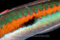 Wrasse Patterns, Italy