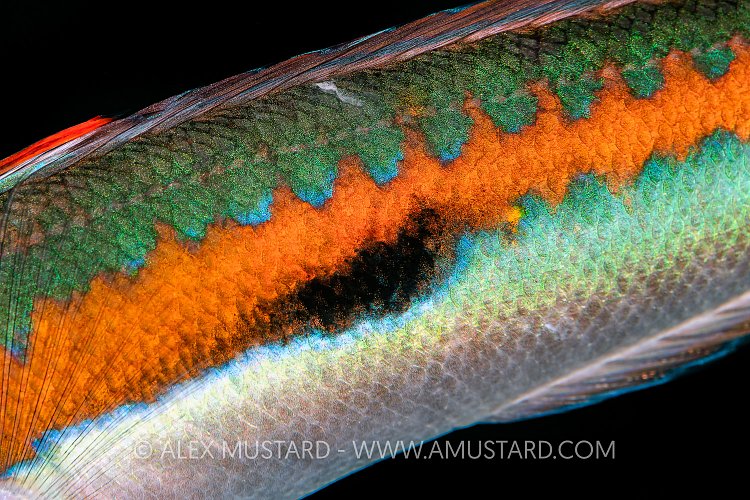 Wrasse Patterns, Italy