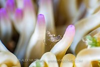 Sand Anemone Shrimp, Italy