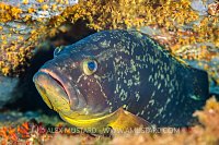 Dusky Grouper Portrait, Italy
