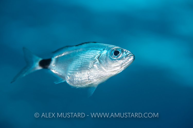 Sea Bream Portrait, Italy