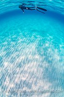 Freediver At Surface, Italy