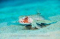 Gurnard Over Sand, Italy