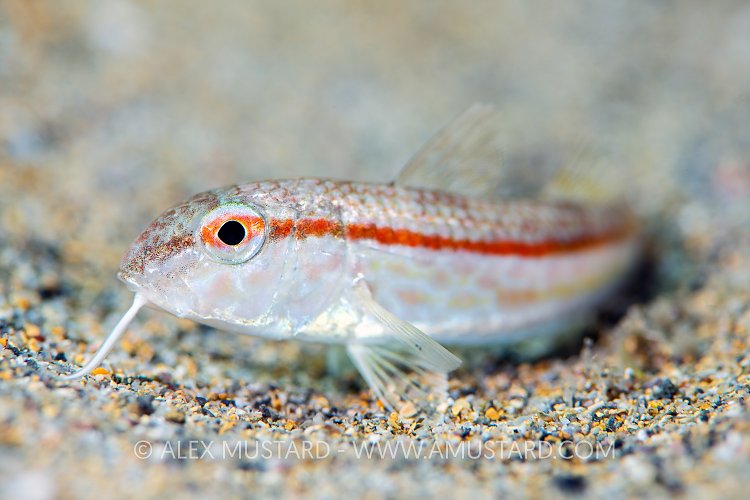 Red Mullet On Sand, Italy
