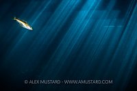 Pollack In Sun Beams, UK