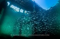 Sandeels Beneath Swanage, UK