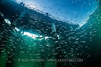 Sandeels Beneath Swanage Pier, UK