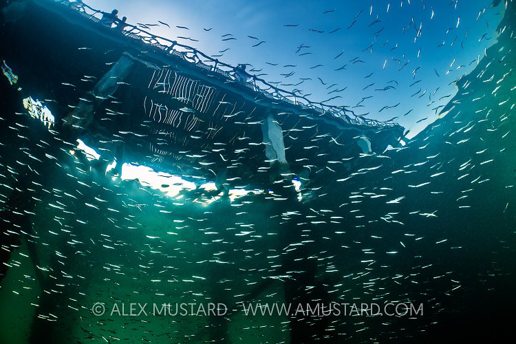 Sandeels Beneath Swanage Pier, UK