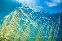 Bootlace Seaweed In Shallows, UK